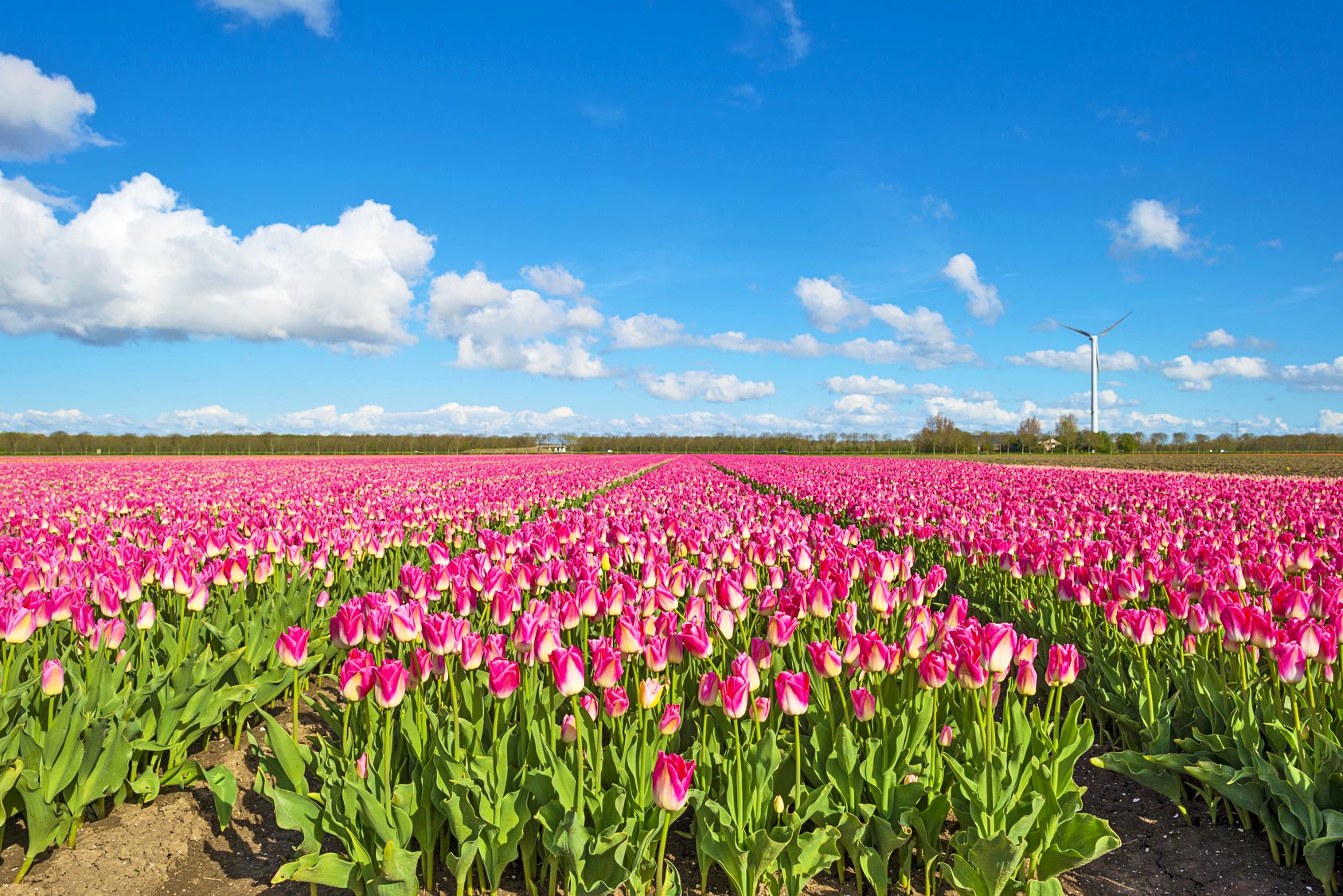Flevoland - zur Tulpenblte