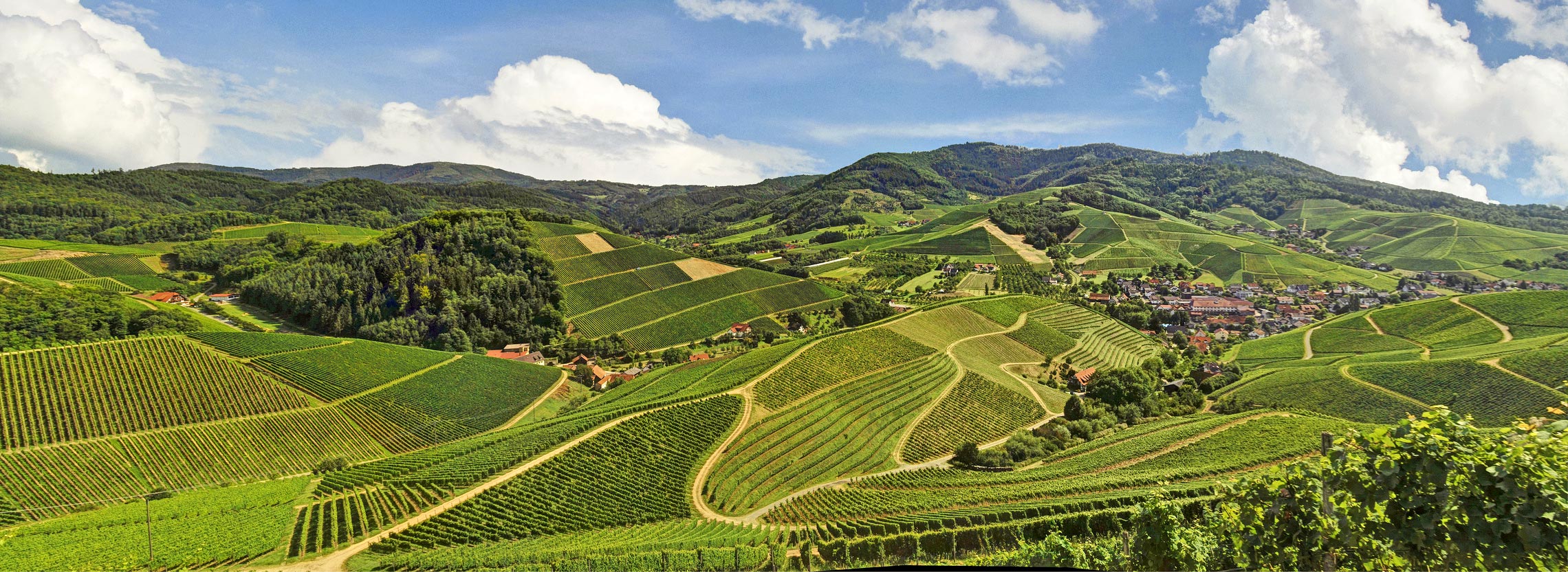 Ortenau - Weinlandschaft in Durbach bei Offenburg